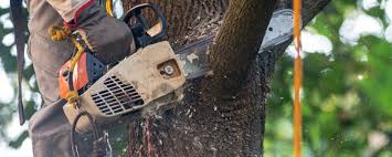 Professional  Tree Services in Kure Beach, NC